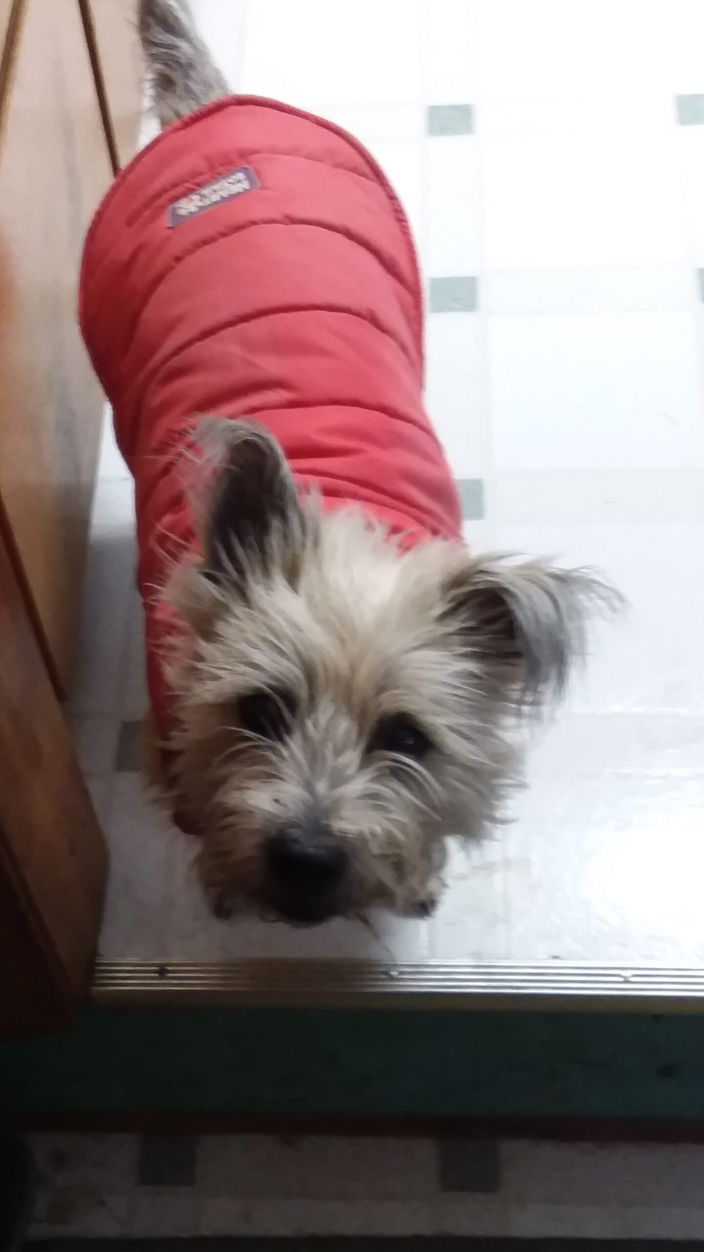 cairn terrier dog wearing red dog coat